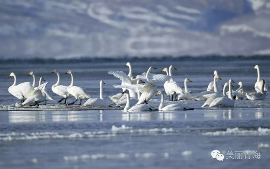 青海：“白富美”驾到 青海湖飞来500余只越冬大天鹅