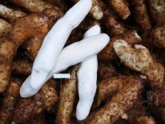 广东潮阳“姜薯”被批准为国家地理标志保护产品
