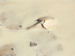 澳大利亚：惊现史前动物“盾虾”神似“异形”