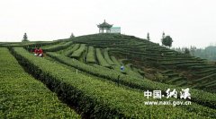 泸州:纳溪区30万亩特早茶开采 “纳特早”商标转让