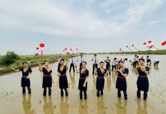 青岛航空空姐空少身穿制服下地插秧 目的推广海水稻