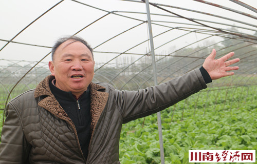泸州叶群华 蔬菜界堪称“常胜将军”