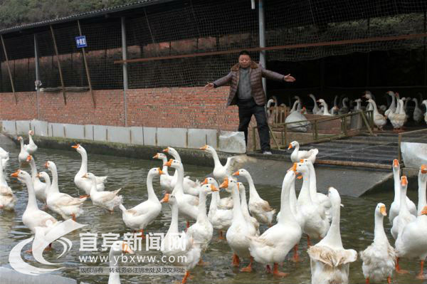 四川南溪能人卢华平：努力让乡亲们过得越来越好