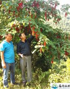 泸州叙永:森海农业开发有限公司开发毛叶山桐子旅游文化产业