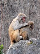 泸州：看惯长江红嘴鸥看古蔺猴群