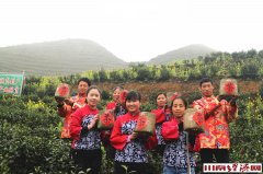 泸州:古蔺凤阳茶园迎来采茶季 家门口点亮精准扶贫