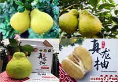 泸州：合江真龙柚抖音大赛第一名奖2000元 欢迎来参赛