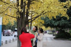 银杏迎来观赏季 酒城泸州尽现“黄金甲”