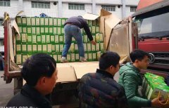 古蔺县泸商蔬菜种植专业合作社萝卜干走进郎酒厂